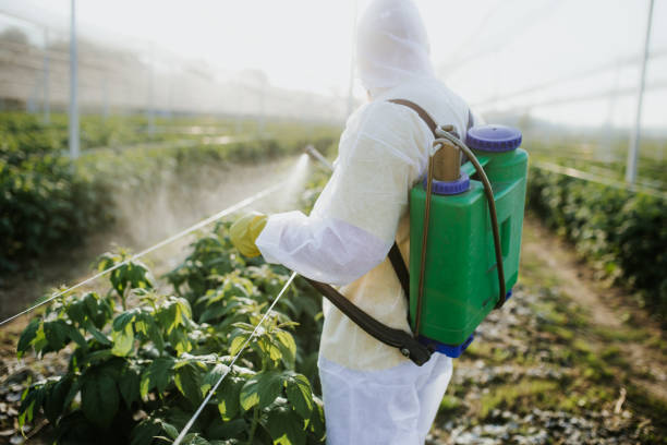Best Affordable Pest Control Services  in Santa Venetia, CA